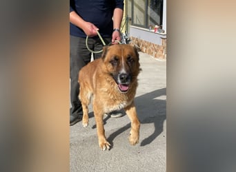 Boh - Notfall - Sanft. Stark. Echt