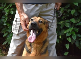 Benjard - NOTFALL- Der Mut der Verzweiflung