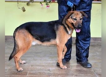 Benjard -SOS -  Der Mut der Verzweiflung