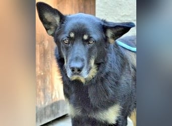 Athena - bittet um eine Chance