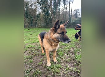 Regina - Loyalität sucht Neuanfang