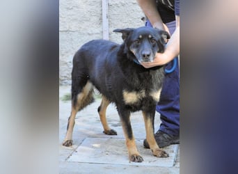 Athena - bittet um eine Chance