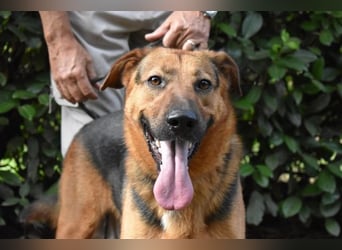 Benjard -SOS -  Der Mut der Verzweiflung