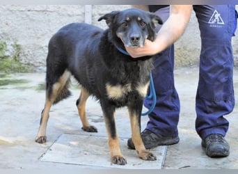 Athena - bittet um eine Chance