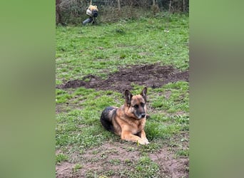 Regina - Loyalität sucht Neuanfang