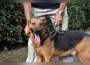 Benjard -SOS -  Der Mut der Verzweiflung