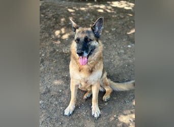 Regina - Loyalität sucht Neuanfang