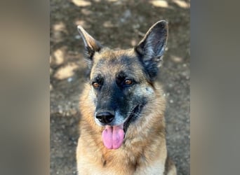 Regina - Loyalität sucht Neuanfang