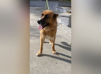 Boh - NOTFALL - Zurück im Leben