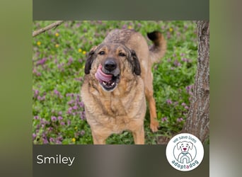 Smiley 2153066 sucht ein zu Hause