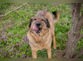 Smiley 2153066 sucht ein zu Hause