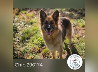 Chip 290174 sucht ein Zuhause