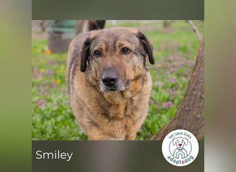 Smiley 2153066 sucht ein zu Hause