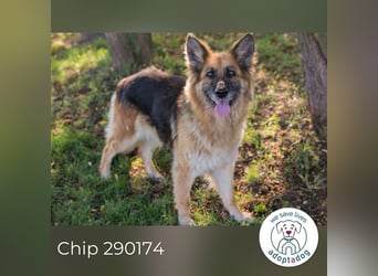 Chip 290174 sucht ein Zuhause