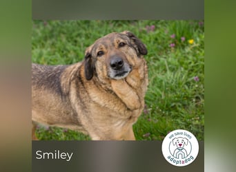 Smiley 2153066 sucht ein zu Hause