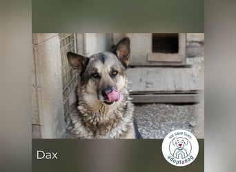 Dax 17906 sucht ein zu Hause