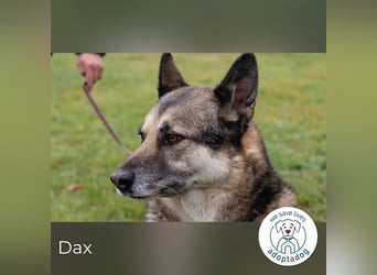 Dax 17906 sucht ein zu Hause