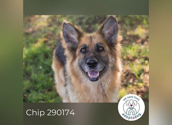 Chip 290174 sucht ein Zuhause