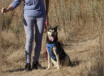 Chappy sucht seine Menschen