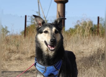 Chappy sucht seine Menschen