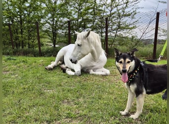 Chappy sucht seine Menschen