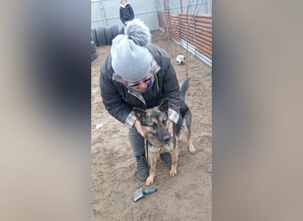 Szebra wartet sehnsüchtig auf ihre Familie