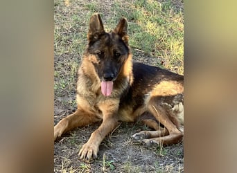 Tara- eine einsame treue Seele wartet auf dich