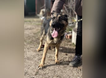 Szebra wartet sehnsüchtig auf ihre Familie