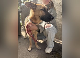 Missy- Schäferhundfreunde aufgepasst