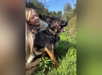 Boni Deutsche Schäferhund Fans aufgepasst !