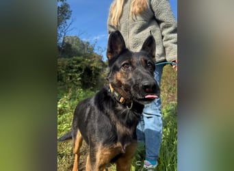Boni Deutsche Schäferhund Fans aufgepasst !