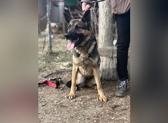 Szebra sucht ihr Happy End