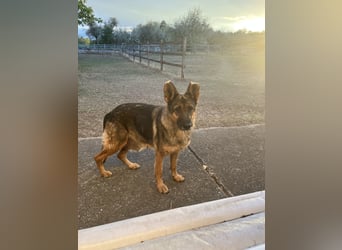 Tara-eine treue Seele sucht ihre Menschen