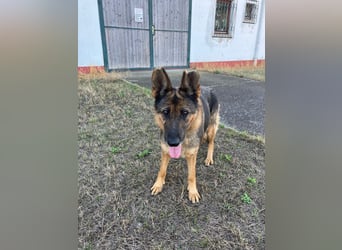 Tara-eine treue Seele sucht ihre Menschen