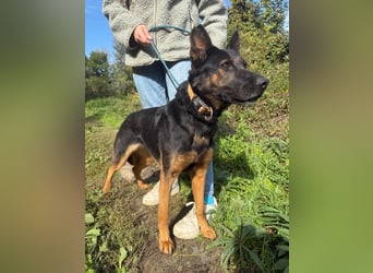 Boni Deutsche Schäferhund Fans aufgepasst !