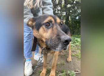 Rexi - ein ganz toller Kerl