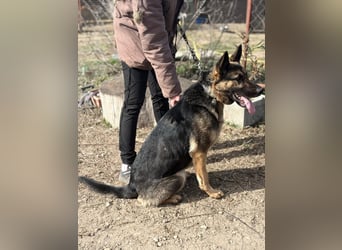 SZEBRA eine treue Seele sucht dich