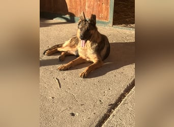 Tara - wer schenkt ihr ein Zuhause