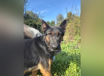 Boni Deutsche Schäferhund Fans aufgepasst !