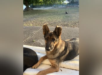 Tara-eine treue Seele sucht ihre Menschen