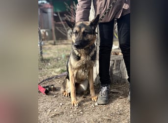 SZEBRA eine treue Seele sucht dich