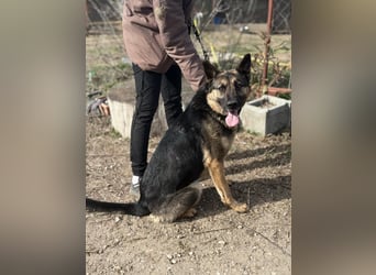 SZEBRA eine treue Seele sucht dich