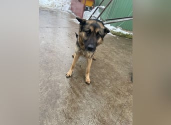 Endlich ankommen – das wünscht sich Szebra