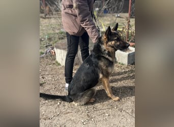 Szebra wartet sehnsüchtig auf ihre Familie