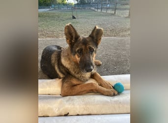 Tara-eine treue Seele sucht ihre Menschen