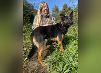 Boni Deutsche Schäferhund Fans aufgepasst !