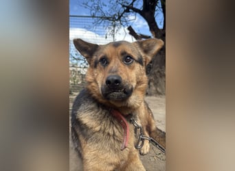 Berci, wer gibt ihm eine Chance?