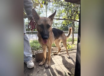 Missy- Schäferhundfreunde aufgepasst