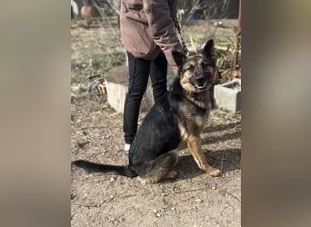 Szebra wartet sehnsüchtig auf ihre Familie