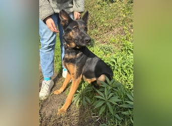 Boni Deutsche Schäferhund Fans aufgepasst !